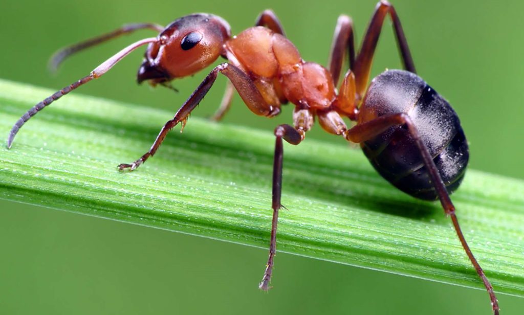 Уничтожение муравьев 
